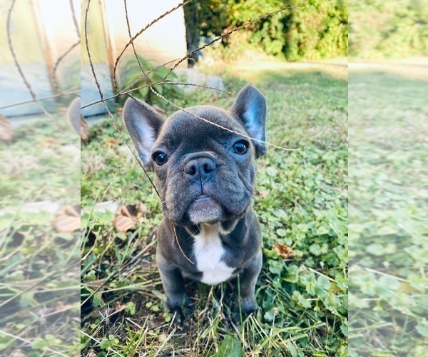 Medium Photo #6 French Bulldog Puppy For Sale in YONKERS, NY, USA