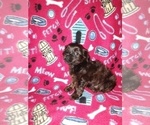 Small Photo #7 YorkiePoo Puppy For Sale in LAPEER, MI, USA