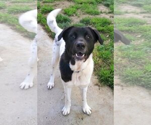 Akita-Labrador Retriever Mix Dogs for adoption in Temecula, CA, USA