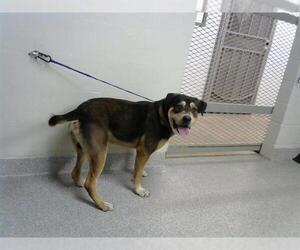 Rottweiler-Unknown Mix Dogs for adoption in Pasadena, TX, USA