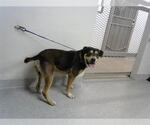 Small Rottweiler Mix
