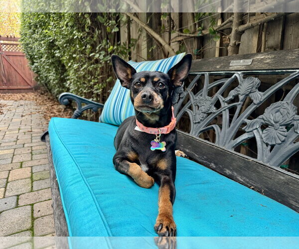 Medium Photo #1 Miniature Pinscher-Unknown Mix Puppy For Sale in Santa Clara, CA, USA