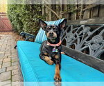 Small Miniature Pinscher Mix