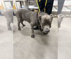 Mutt Dogs for adoption in Forestville, MD, USA