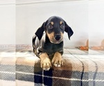 Small #4 Doberman Pinscher