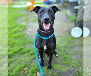 Labrador Retriever-Unknown Mix Dogs for adoption in Long Beach, CA, USA