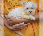 Small #1 Maltese