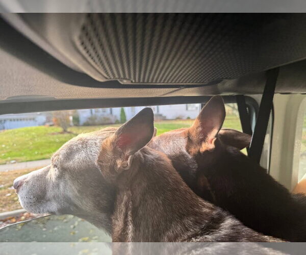 Medium Photo #21 Siberian Husky-Unknown Mix Puppy For Sale in Germantown, OH, USA