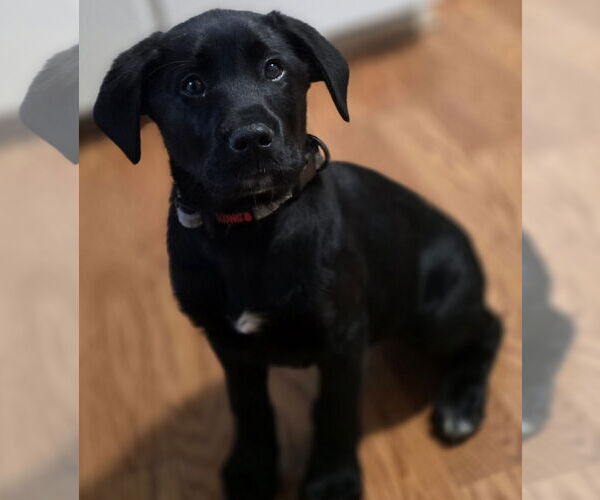 Medium Photo #1 Labradoodle Puppy For Sale in Clarkston, MI, USA