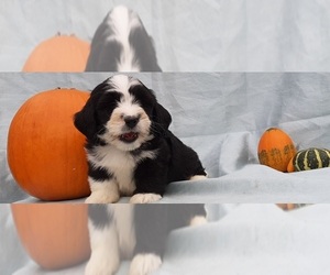 Bernedoodle Puppy for sale in LANCASTER, PA, USA