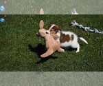 Small Photo #4 Collie Puppy For Sale in PARIS, MI, USA