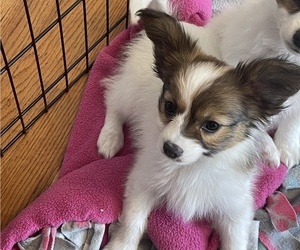 Papillon Puppy for sale in SILVER LAKE, KS, USA