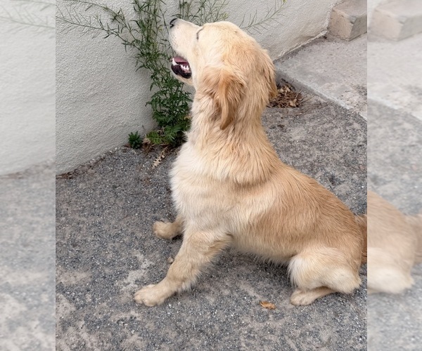 Medium Photo #3 Golden Retriever Puppy For Sale in ALBUQUERQUE, NM, USA
