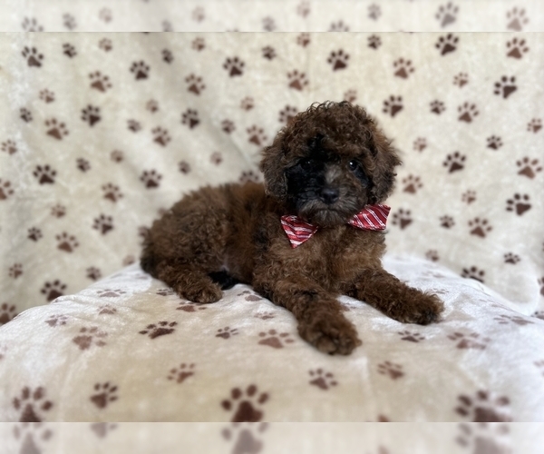 Medium Photo #8 ShihPoo Puppy For Sale in LAKELAND, FL, USA