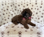 Small #7 ShihPoo