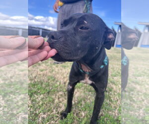 Rosalyn nka Betty - Female American Staffordshire Terrier-Unknown Mix Dog for Adoption - Photo #4
