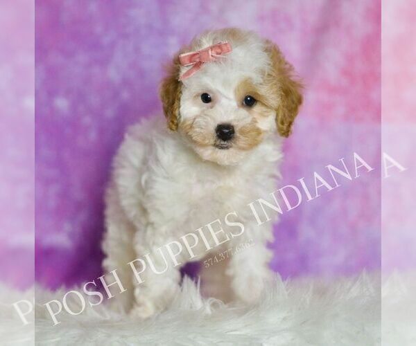 Medium Photo #1 Poodle (Toy) Puppy For Sale in WARSAW, IN, USA