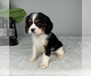 Cavalier King Charles Spaniel Puppy for sale in FRANKLIN, IN, USA