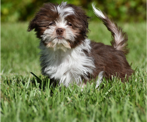 Auss-Tzu Puppy for sale in PALM COAST, FL, USA