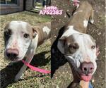 Small #1 American Staffordshire Terrier Mix