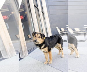 Zuess - Male Australian Shepherd-Unknown Mix Dog for Adoption - Photo #11
