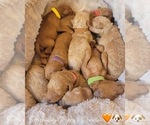 Image preview for Ad Listing. Nickname: Litter of 8