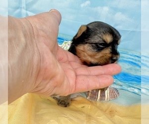 Morkie Puppy for Sale in CASSVILLE, Missouri USA