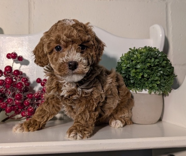 Medium Photo #38 Poodle (Miniature) Puppy For Sale in GOSHEN, IN, USA