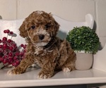Small #5 Poodle (Miniature)