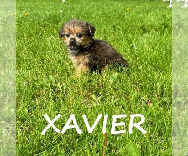 Medium Photo #1 Shorkie Tzu Puppy For Sale in HARTLAND, MN, USA