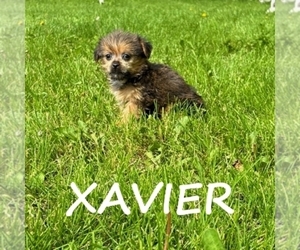 Shorkie Tzu Puppy for sale in HARTLAND, MN, USA