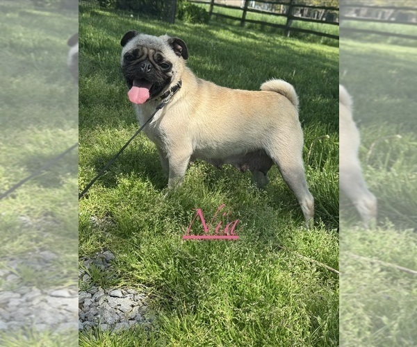 Medium Photo #1 Pug Puppy For Sale in CANOGA, NY, USA