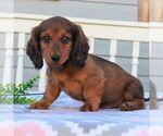 Small #1 Dachshund