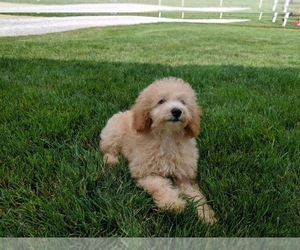 Poodle (Miniature) Puppy for sale in FREDERICKSBURG, OH, USA
