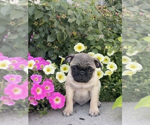 Pug Puppy for sale in CANOGA, NY, USA