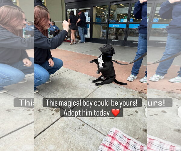 Medium Photo #2 Bassetdor Puppy For Sale in Petaluma, CA, USA