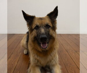 Pippi - Female German Shepherd Dog Dog for Adoption - Photo #2