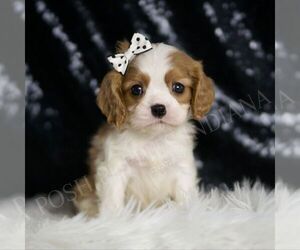Cavalier King Charles Spaniel Puppy for sale in WARSAW, IN, USA