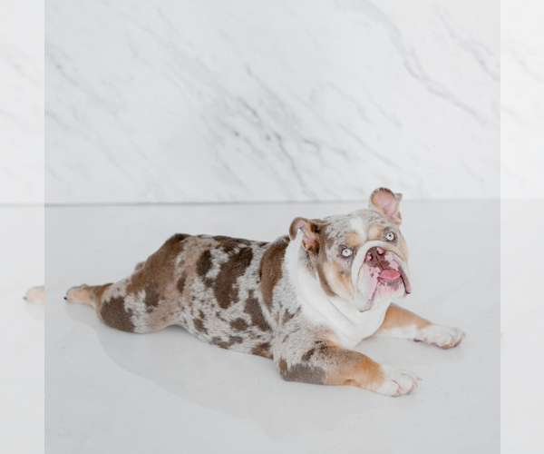 Medium Photo #1 English Bulldog Puppy For Sale in SIMPSONVILLE, SC, USA