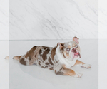 Small Photo #1 English Bulldog Puppy For Sale in SIMPSONVILLE, SC, USA