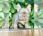Small #4 French Bulldog