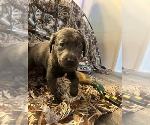 Labrador Retriever Puppy for sale in CAMARGO, IL, USA