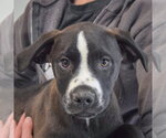 Small #5 American Staffordshire Terrier Mix