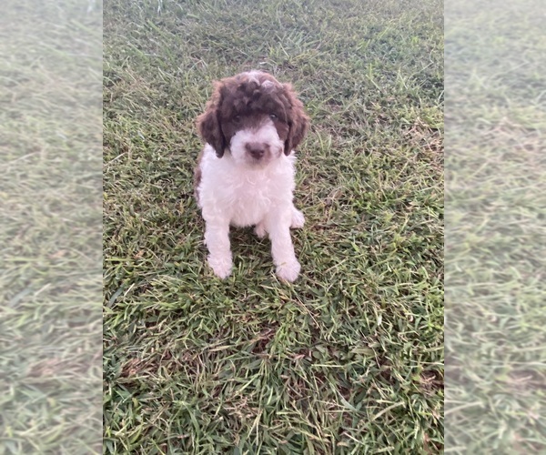 Medium Photo #7 Bordoodle-F2 Aussiedoodle Mix Puppy For Sale in BLAINE, TN, USA