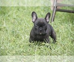 Small Photo #3 French Bulldog Puppy For Sale in ROYAL PALM BEACH, FL, USA