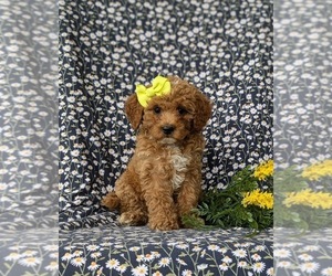 Poodle (Miniature) Puppy for sale in PEACH BOTTOM, PA, USA