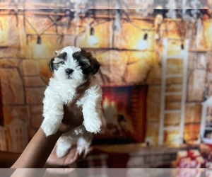 Zuchon Puppy for sale in RUSKIN, FL, USA