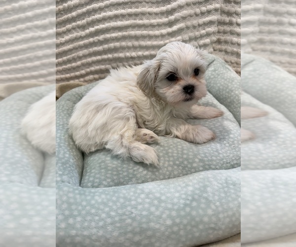 Medium Photo #21 Poodle (Miniature)-Zuchon Mix Puppy For Sale in HTFD, CT, USA
