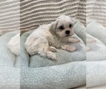 Small Photo #21 Poodle (Miniature)-Zuchon Mix Puppy For Sale in HTFD, CT, USA