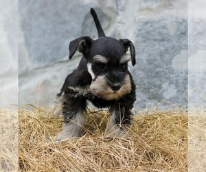 Schnauzer (Miniature) Puppy for sale in FLORENCE, SC, USA